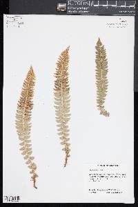 Polystichum lonchitis image