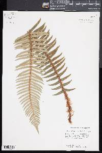 Polystichum munitum image