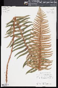 Polystichum munitum image