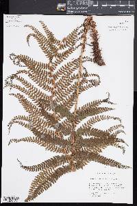 Polystichum muricatum image