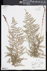 Polystichum ordinatum image