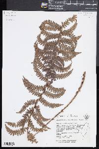 Polystichum piceopaleaceum image