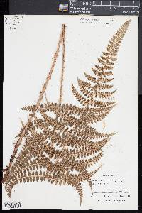 Polystichum platyphyllum image