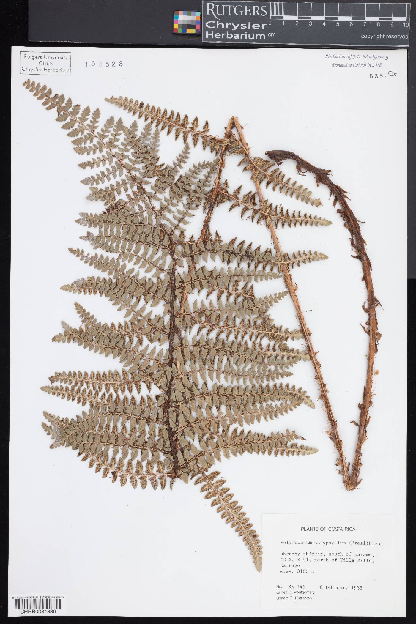 Polystichum polyphyllum image