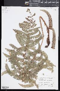 Polystichum rachichlaena image