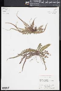 Polystichum rhizophyllum image