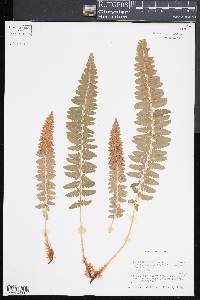 Polystichum scopulinum image