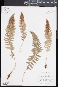 Polystichum scopulinum image