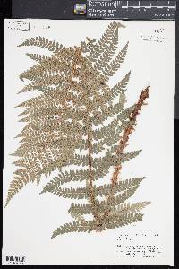 Polystichum setiferum image