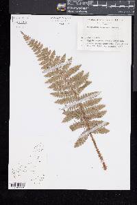 Polystichum tagawanum image