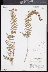 Polystichum tripteron image