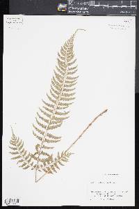 Polystichum tripteron image