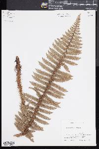 Polystichum vestitum image