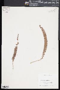 Nephrolepis cordifolia image