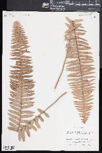 Nephrolepis exaltata image