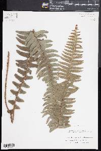 Nephrolepis exaltata image