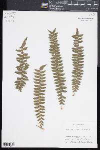 Arthropteris palisotii image