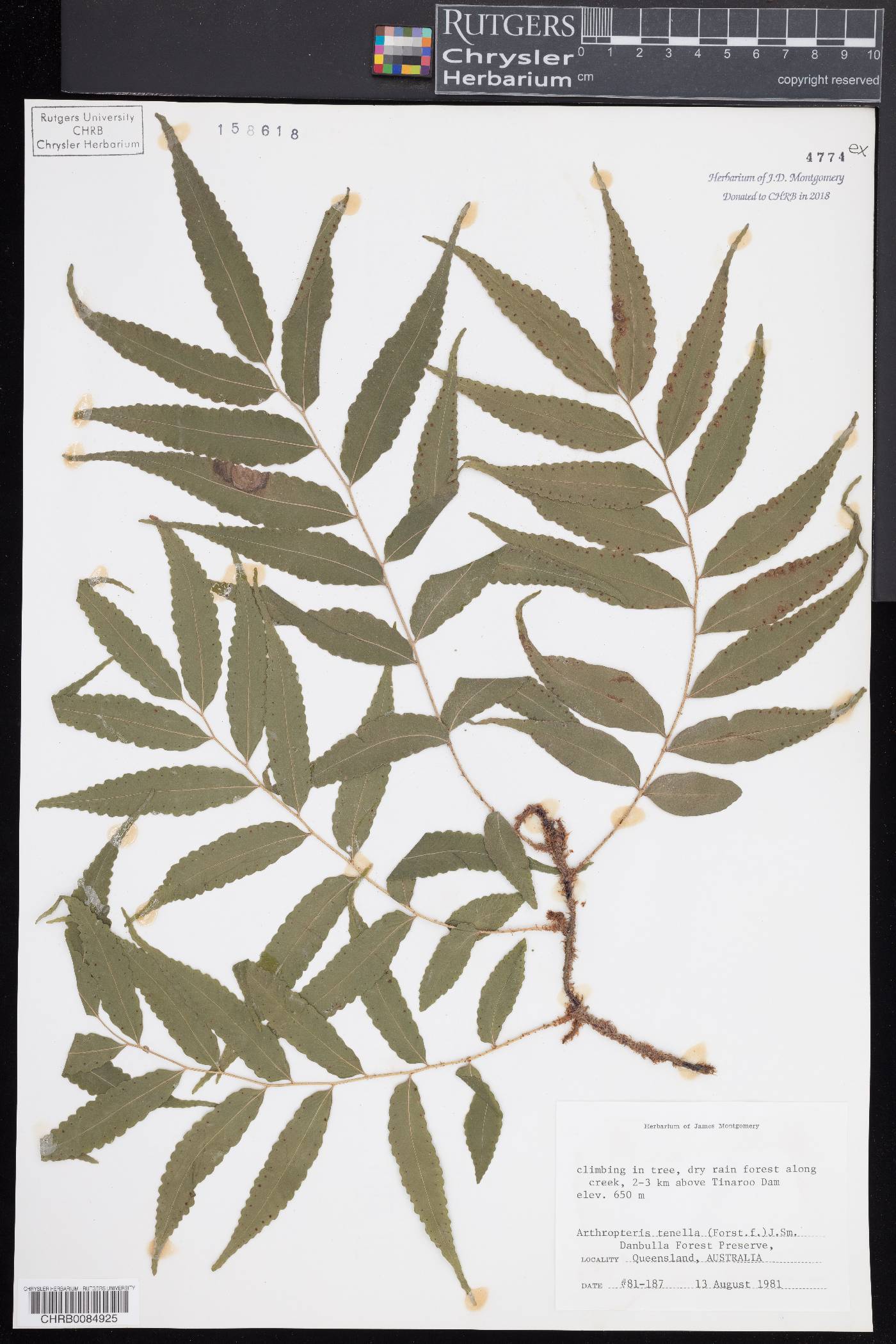 Arthropteris tenella image