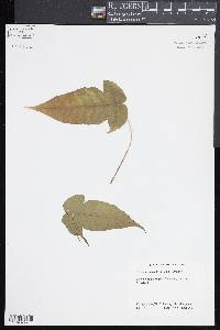 Tectaria heracleifolia image