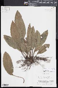 Dracoglossum plantagineum image