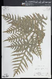 Pteris altissima image