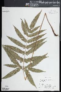 Pteris fauriei image