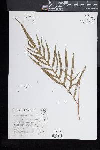 Pteris formosana image