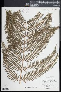 Pteris friesii image