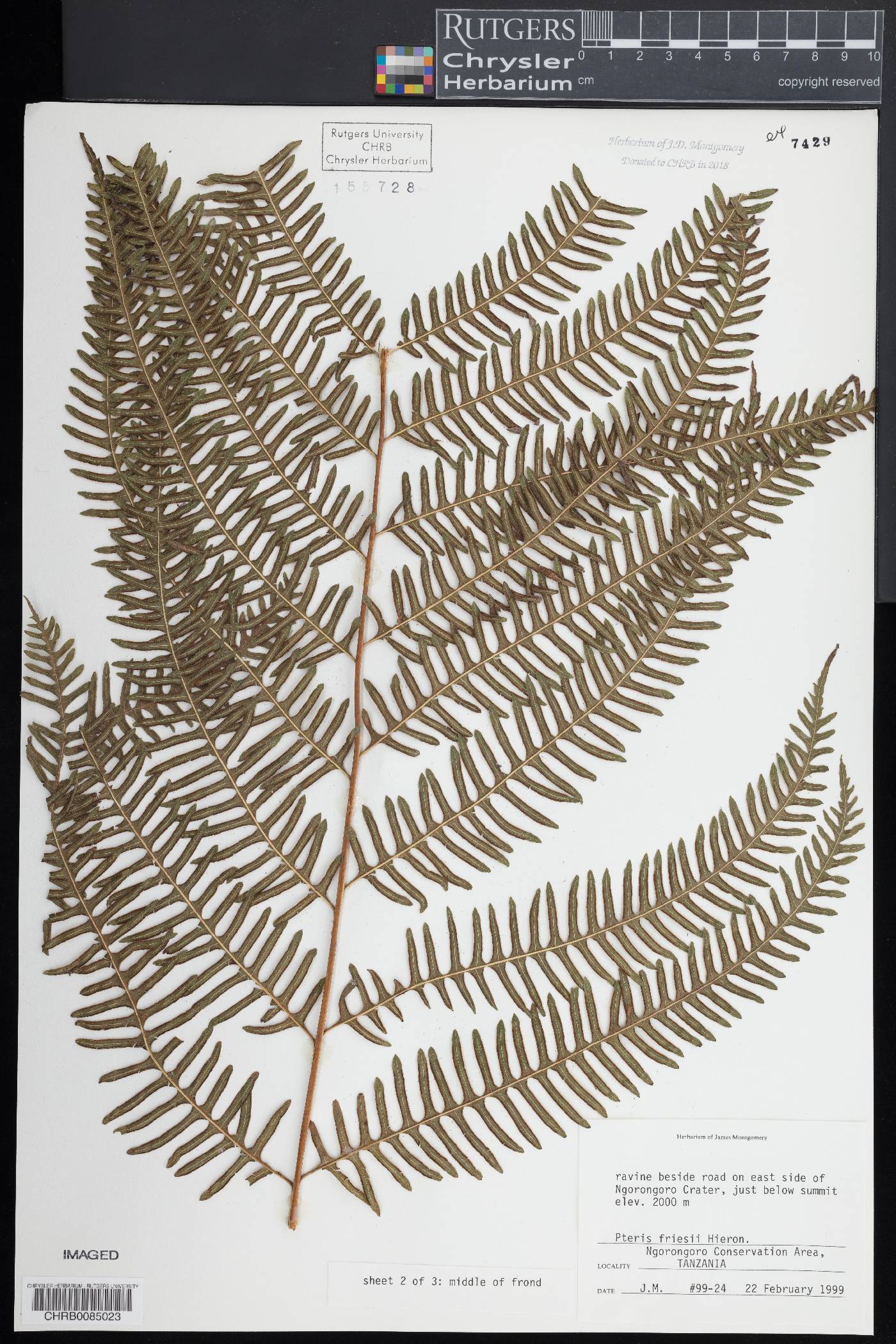 Pteris friesii image