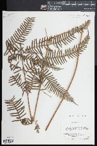 Pteris friesii image