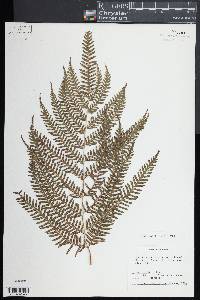 Pteris friesii image