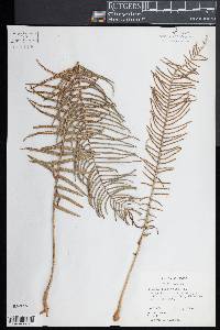 Pteris longifolia image