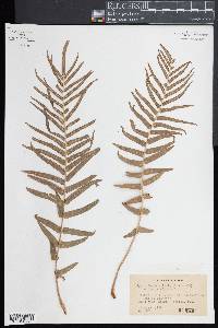 Pteris vittata image