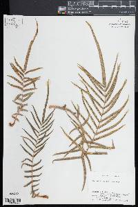 Pteris vittata image