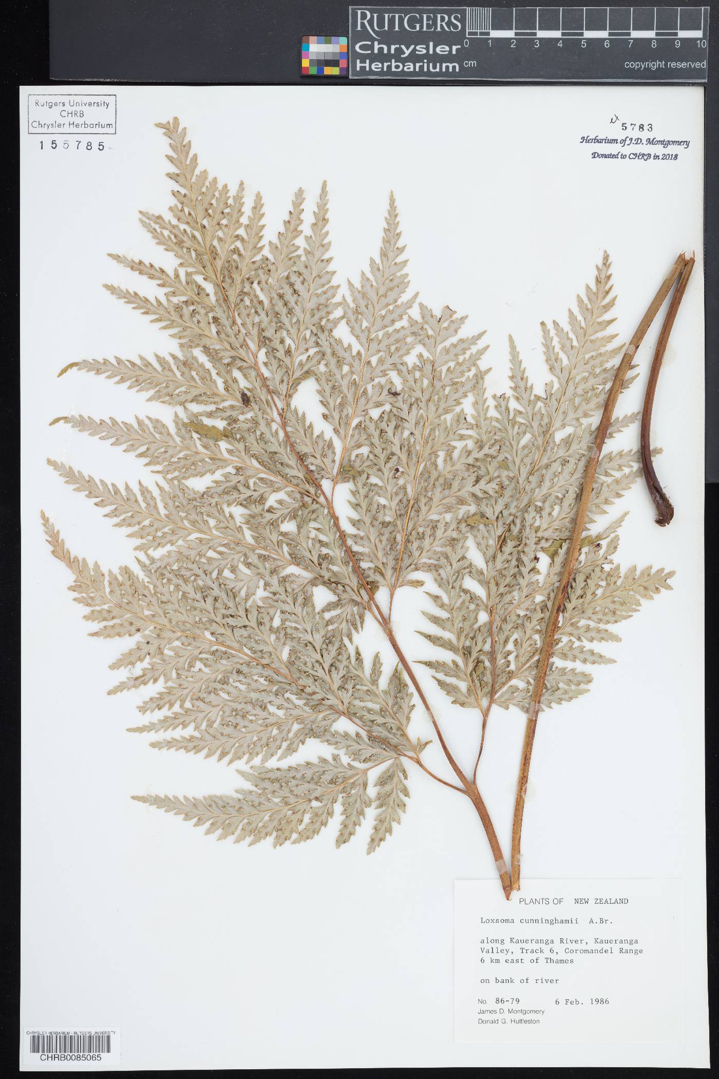 Loxsomataceae image