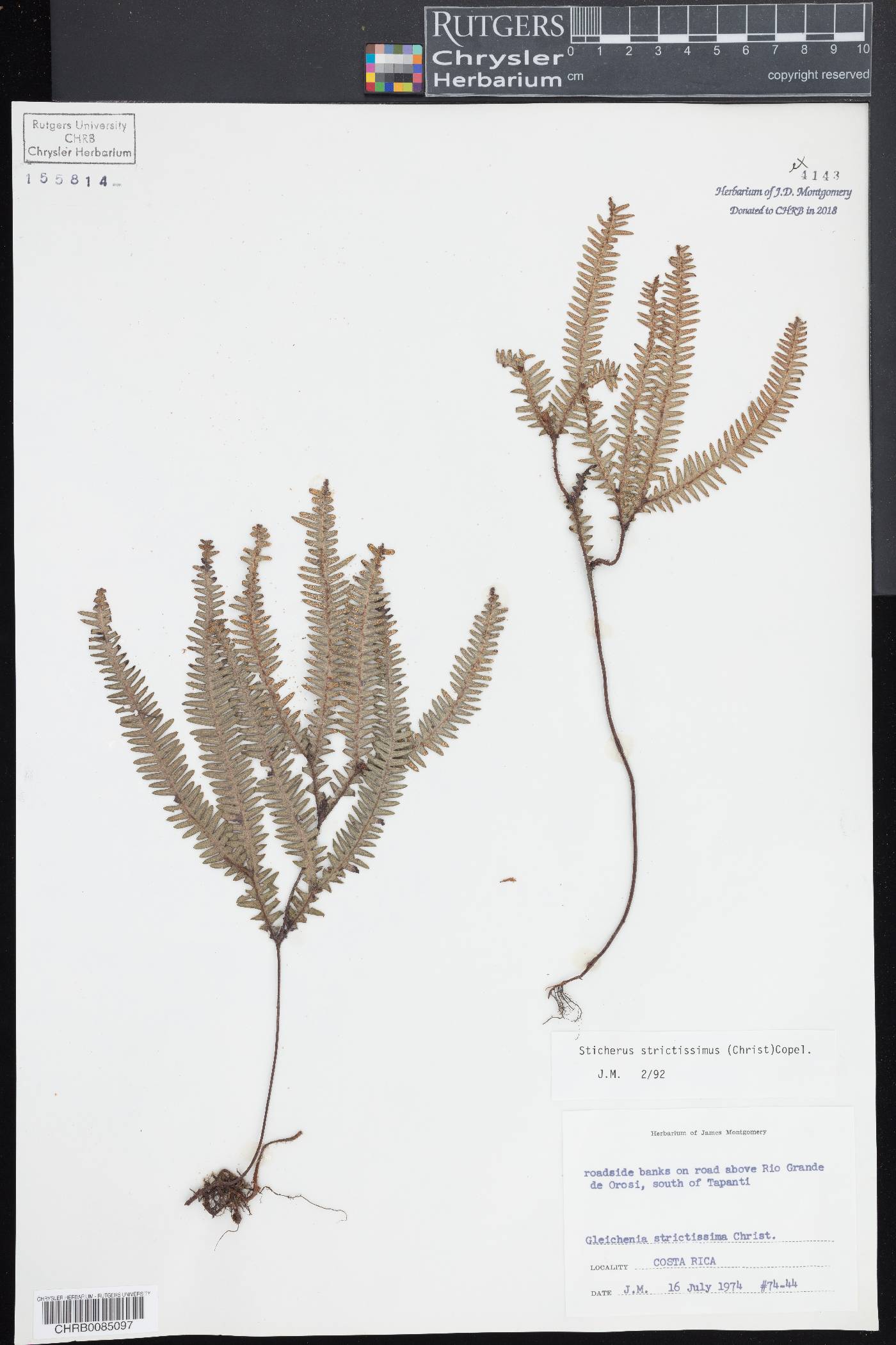Sticherus strictissimus image