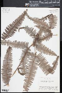 Dicranopteris linearis image