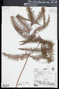 Dicranopteris linearis image