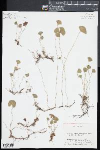 Marsilea macropoda image