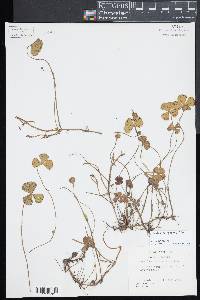 Marsilea ancylopoda image