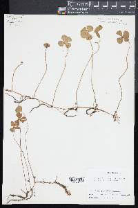 Marsilea quadrifolia image