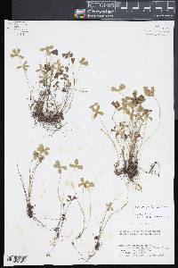 Marsilea vestita image