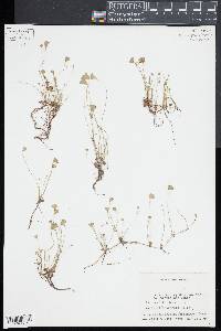 Marsilea vestita image