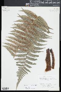 Dicksonia karsteniana image