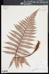 Dicksonia squarrosa image