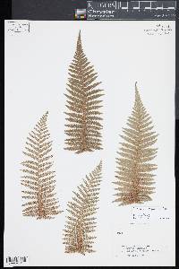 Dicksonia youngiae image