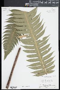 Cyathea horrida image