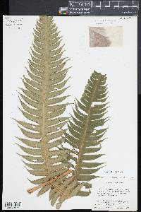 Cyathea horrida image