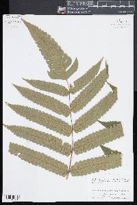 Cyathea spectabilis image