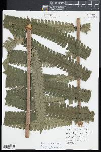 Cyathea spectabilis image